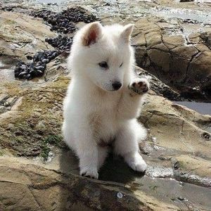 Meet your Posher, Oliver